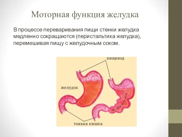 Моторная функция желудка В процессе переваривания пищи стенки желудка медленно сокращаются (перистальтика