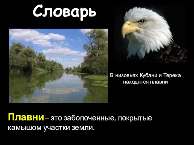 Словарь Плавни – это заболоченные, покрытые камышом участки земли. В низовьях Кубани и Терека находятся плавни