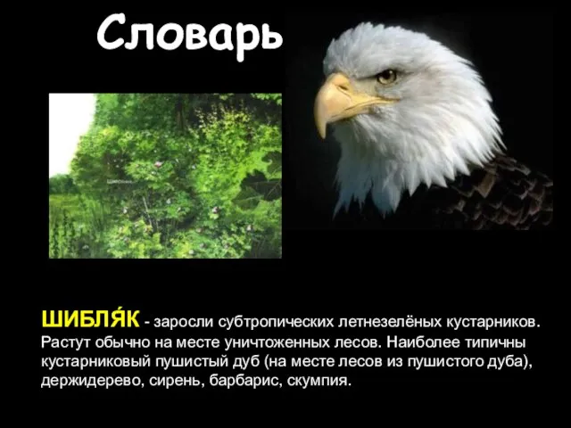 Словарь ШИБЛЯ́К - заросли субтропических летнезелёных кустарников. Растут обычно на месте уничтоженных