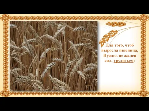 Для того, чтоб выросла пшеница, Нужно, не жалея сил, трудиться: