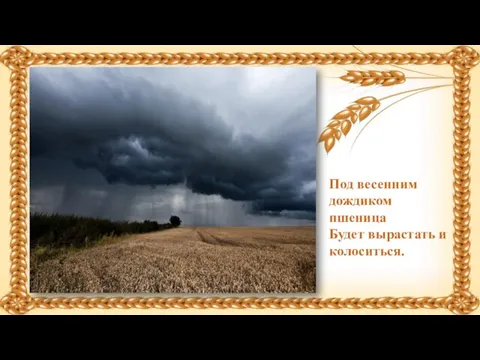 Под весенним дождиком пшеница Будет вырастать и колоситься.