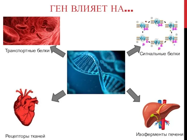 ГЕН ВЛИЯЕТ НА… Сигнальные белки Изоферменты печени Рецепторы тканей Транспортные белки