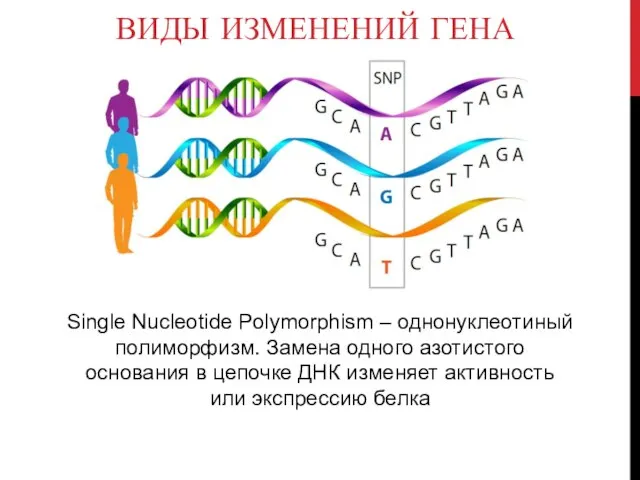 ВИДЫ ИЗМЕНЕНИЙ ГЕНА Single Nucleotide Polymorphism – однонуклеотиный полиморфизм. Замена одного азотистого