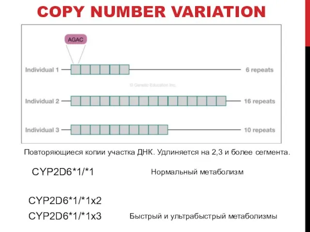 COPY NUMBER VARIATION Повторяющиеся копии участка ДНК. Удлиняется на 2,3 и более