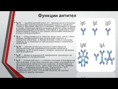 Функции антител Ig G — преобладающий класс AT , производится в больших