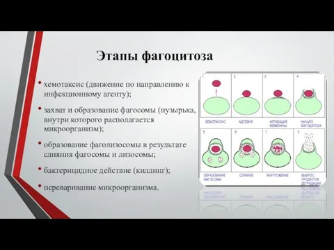 Этапы фагоцитоза хемотаксис (движение по направлению к инфекционному агенту); захват и образование