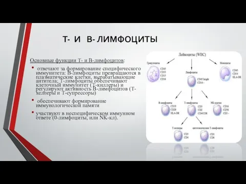 Т- И В- ЛИМФОЦИТЫ Основные функции Т- и В-лимфоцитов: отвечают за формирование