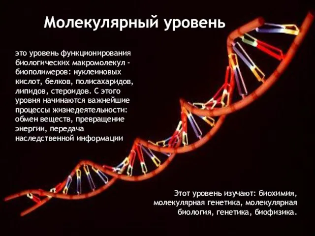 Молекулярный уровень это уровень функционирования биологических макромолекул - биополимеров: нуклеиновых кислот, белков,