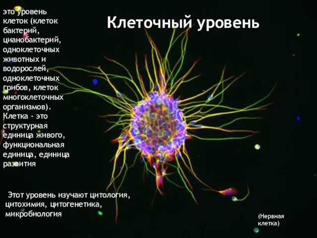 Клеточный уровень это уровень клеток (клеток бактерий, цианобактерий, одноклеточных животных и водорослей,