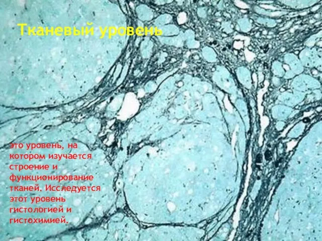 Тканевый уровень это уровень, на котором изучается строение и функционирование тканей. Исследуется