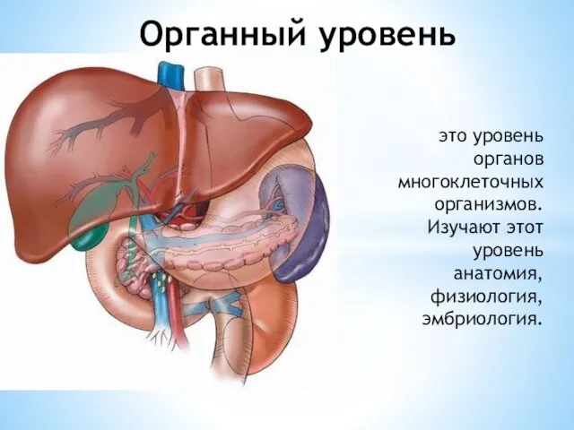 Органный уровень это уровень органов многоклеточных организмов. Изучают этот уровень анатомия, физиология, эмбриология.