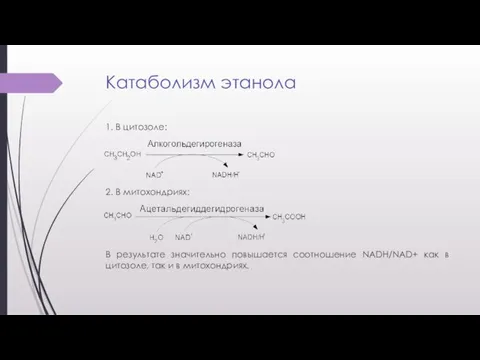 Катаболизм этанола 1. В цитозоле: 2. В митохондриях: В результате значительно повышается