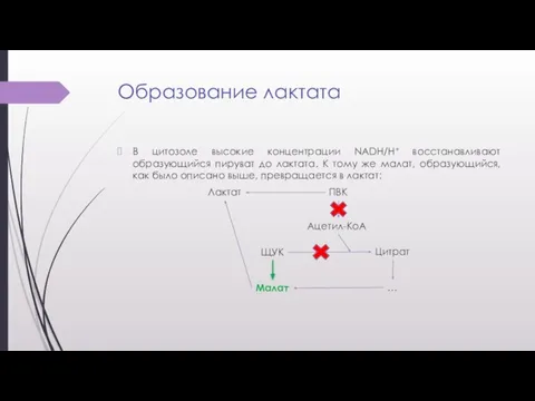 Образование лактата В цитозоле высокие концентрации NADH/H+ восстанавливают образующийся пируват до лактата.