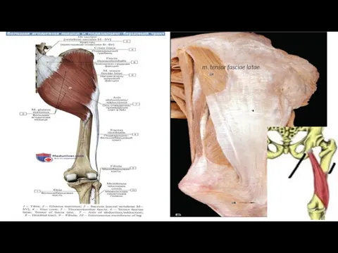 m. tensor fasciae latae