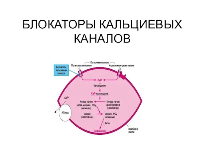 БЛОКАТОРЫ КАЛЬЦИЕВЫХ КАНАЛОВ