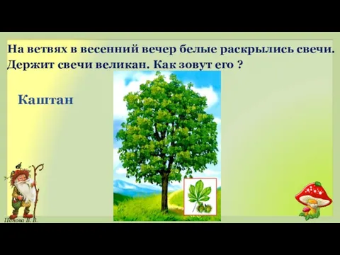 Каштан На ветвях в весенний вечер белые раскрылись свечи. Держит свечи великан. Как зовут его ?