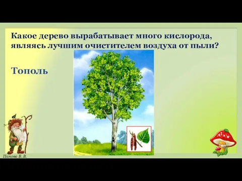 Тополь Какое дерево вырабатывает много кислорода, являясь лучшим очистителем воздуха от пыли?