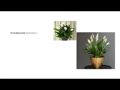 Спатифиллюм Spathiphyllum