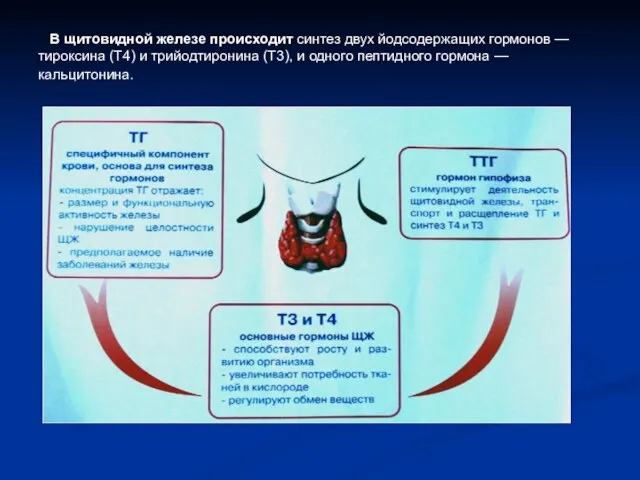 В щитовидной железе происходит синтез двух йодсодержащих гормонов — тироксина (T4) и