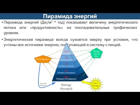 Пирамида энергий (Дж/м2 * год) показывает величину энергетического потока или «продуктивность» на
