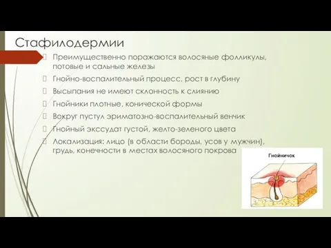 Стафилодермии Преимущественно поражаются волосяные фолликулы, потовые и сальные железы Гнойно-воспалительный процесс, рост