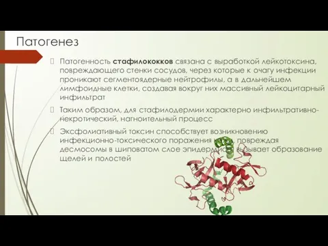 Патогенез Патогенность стафилококков связана с выработкой лейкотоксина, повреждающего стенки сосудов, через которые