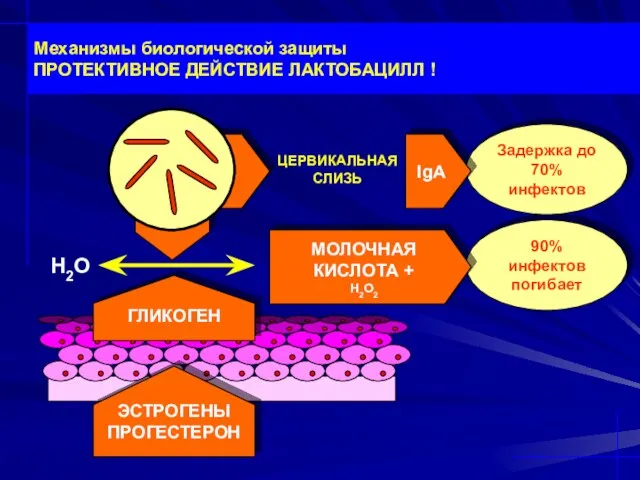 90% инфектов погибает Задержка до 70% инфектов ГЛИКОГЕН ЭСТРОГЕНЫ ПРОГЕСТЕРОН Н2О IgA