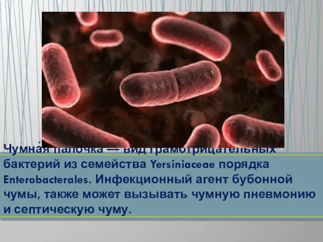 Чумна́я па́лочка — вид грамотрицательных бактерий из семейства Yersiniaceae порядка Enterobacterales. Инфекционный