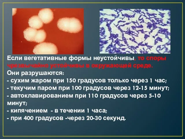 Если вегетативные формы неустойчивы, то споры чрезвычайно устойчивы в окружающей среде. Они