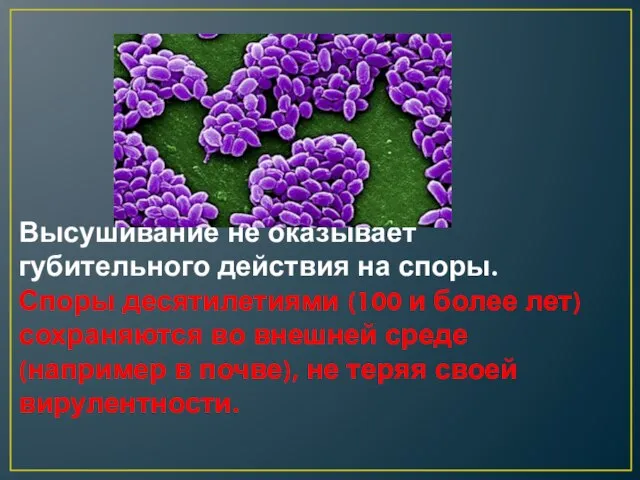 Высушивание не оказывает губительного действия на споры. Споры десятилетиями (100 и более