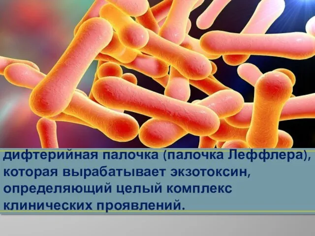 Возбудителем дифтерии является дифтерийная палочка (палочка Леффлера), которая вырабатывает экзотоксин, определяющий целый комплекс клинических проявлений.