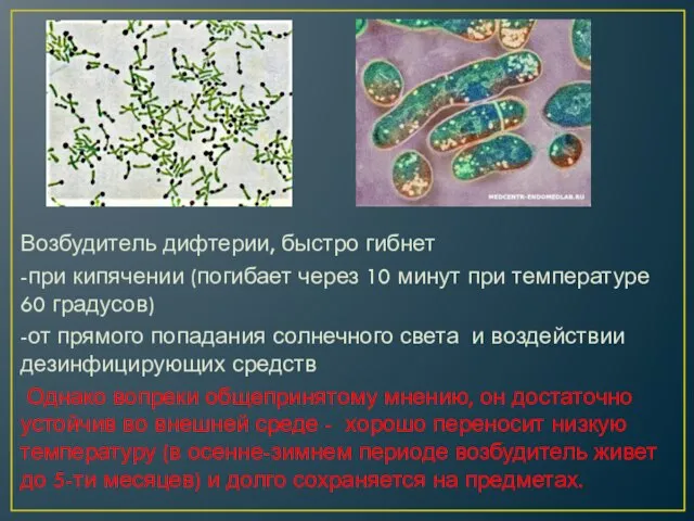 Возбудитель дифтерии, быстро гибнет -при кипячении (погибает через 10 минут при температуре