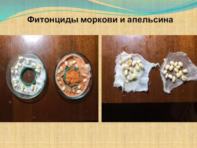 Фитонциды моркови и апельсина