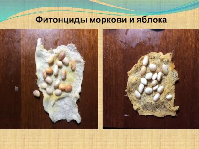 Фитонциды моркови и яблока