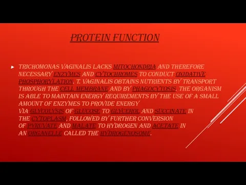 PROTEIN FUNCTION Trichomonas vaginalis lacks mitochondria and therefore necessary enzymes and cytochromes