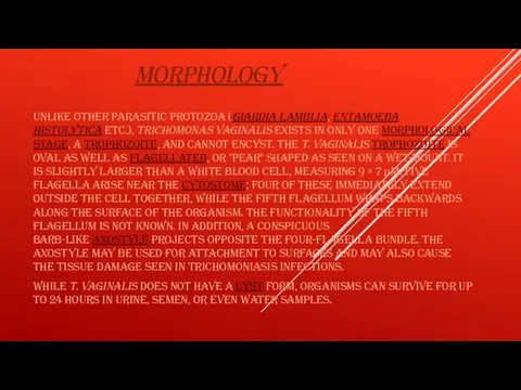 MORPHOLOGY Unlike other parasitic protozoa (Giardia lamblia, Entamoeba histolytica etc.), Trichomonas vaginalis