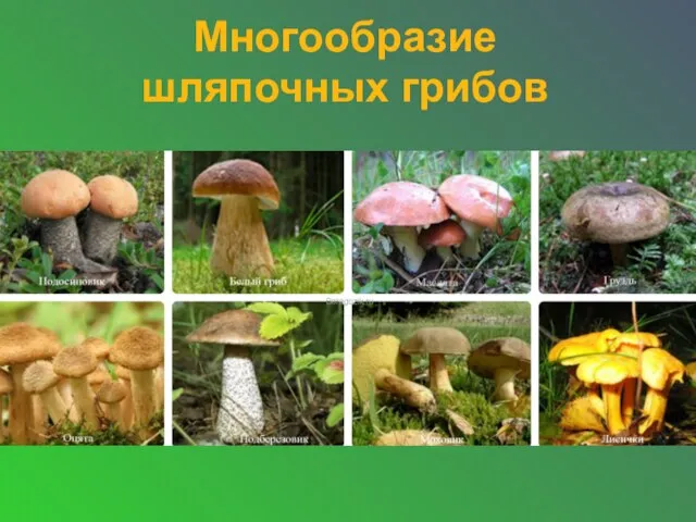 Многообразие шляпочных грибов