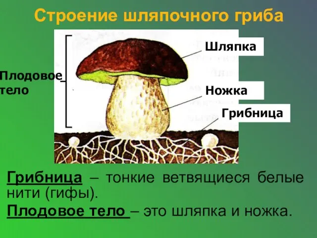 Строение шляпочного гриба Грибница – тонкие ветвящиеся белые нити (гифы). Плодовое тело