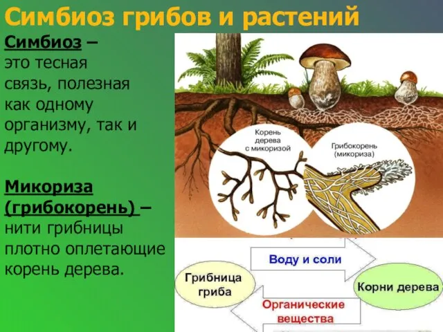 Симбиоз грибов и растений Симбиоз – это тесная связь, полезная как одному