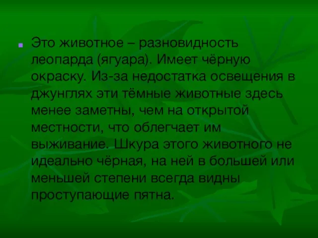 Это животное – разновидность леопарда (ягуара). Имеет чёрную окраску. Из-за недостатка освещения