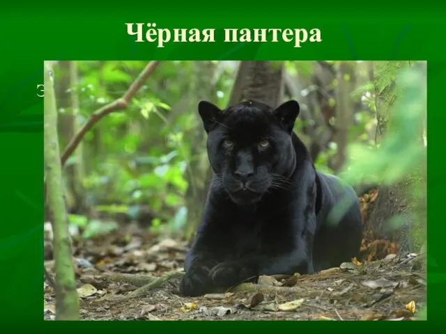 Чёрная пантера Это животное – разновидность леопарда (ягуара). Имеет чёрную окраску. Из-за