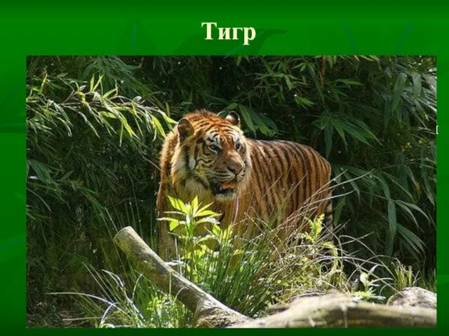 Тигр Почти все обитатели джунглей рискуют стать добычей этого животного. Только большие