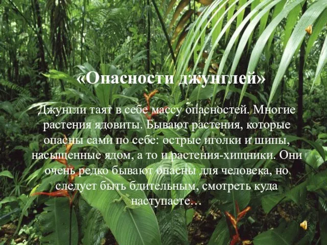 «Опасности джунглей» Джунгли таят в себе массу опасностей. Многие растения ядовиты. Бывают