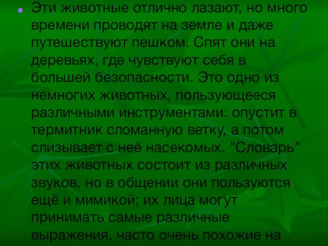 Эти животные отлично лазают, но много времени проводят на земле и даже