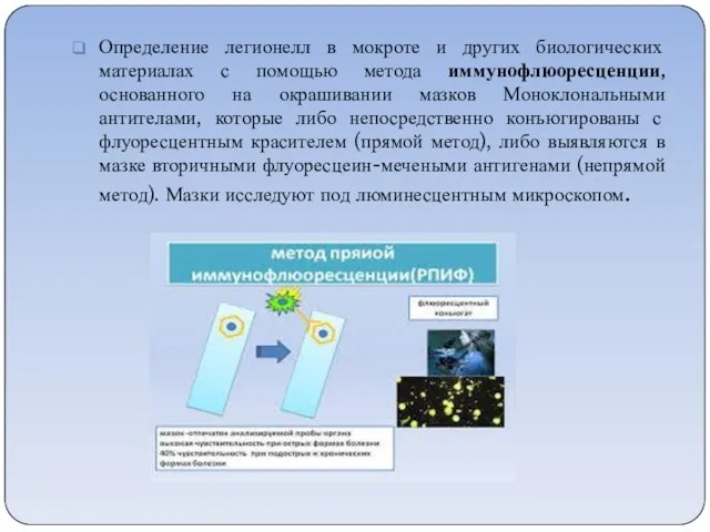 Определение легионелл в мокроте и других биологических материалах с помощью метода иммунофлюоресценции,