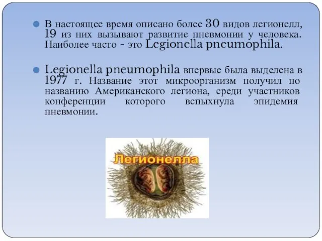 В настоящее время описано более 30 видов легионелл, 19 из них вызывают
