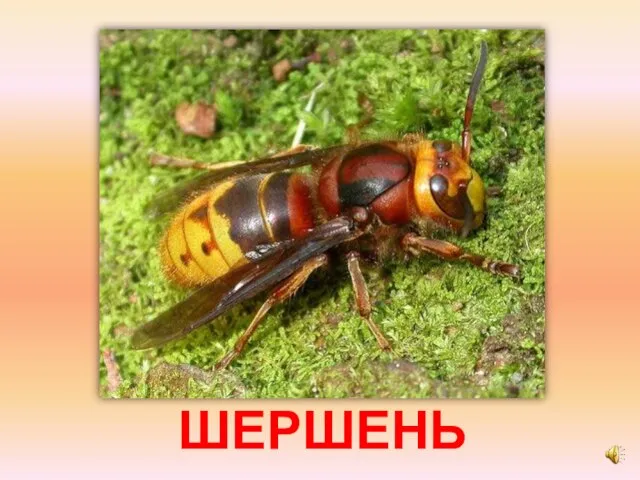 ШЕРШЕНЬ