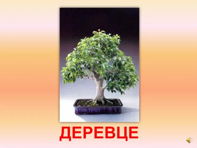 ДЕРЕВЦЕ