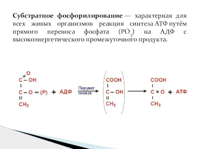 Субстратное фосфорилирование — характерная для всех живых организмов реакция синтеза АТФ путём