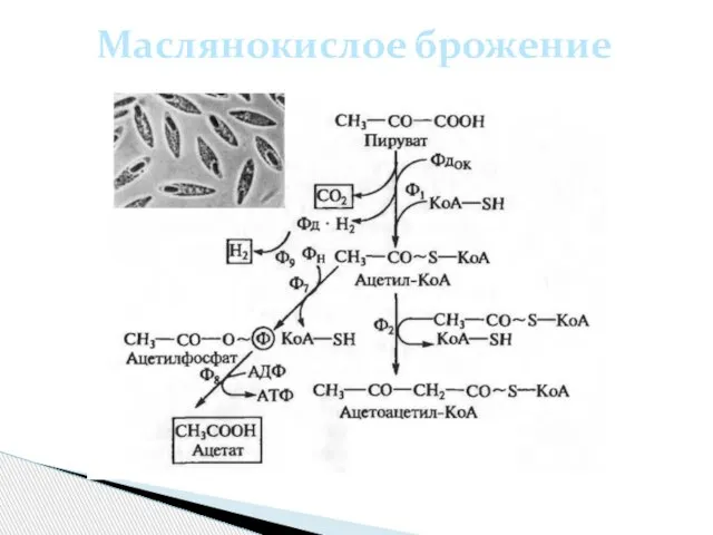 Маслянокислое брожение